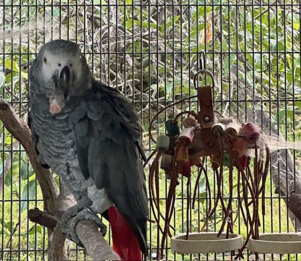 white-african-grey-parrot-for-sale