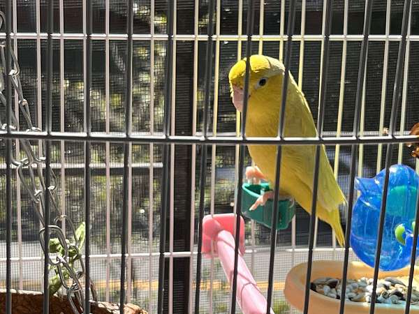 female-bird-for-sale-in-little-neck-ny