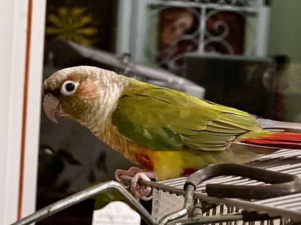 conure-green-cheek-conure-for-sale-in-mchenry-il