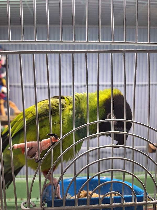 nanday-conure-for-sale-in-fairhope-al