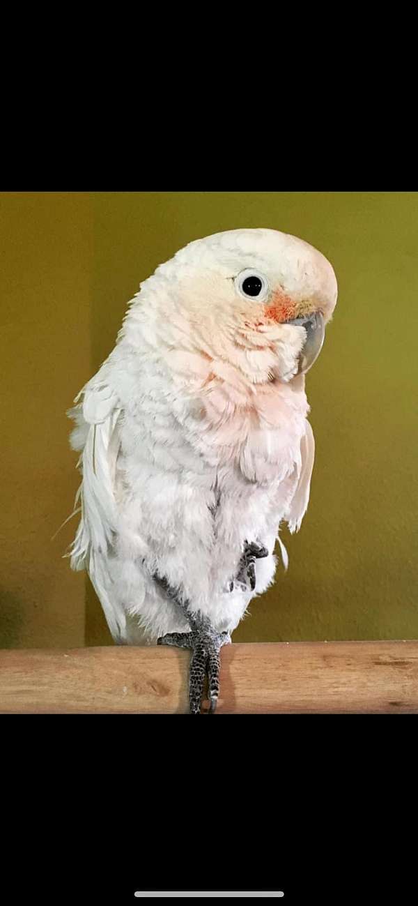 goffin-cockatoo-for-sale-in-coeur-d-alene-id