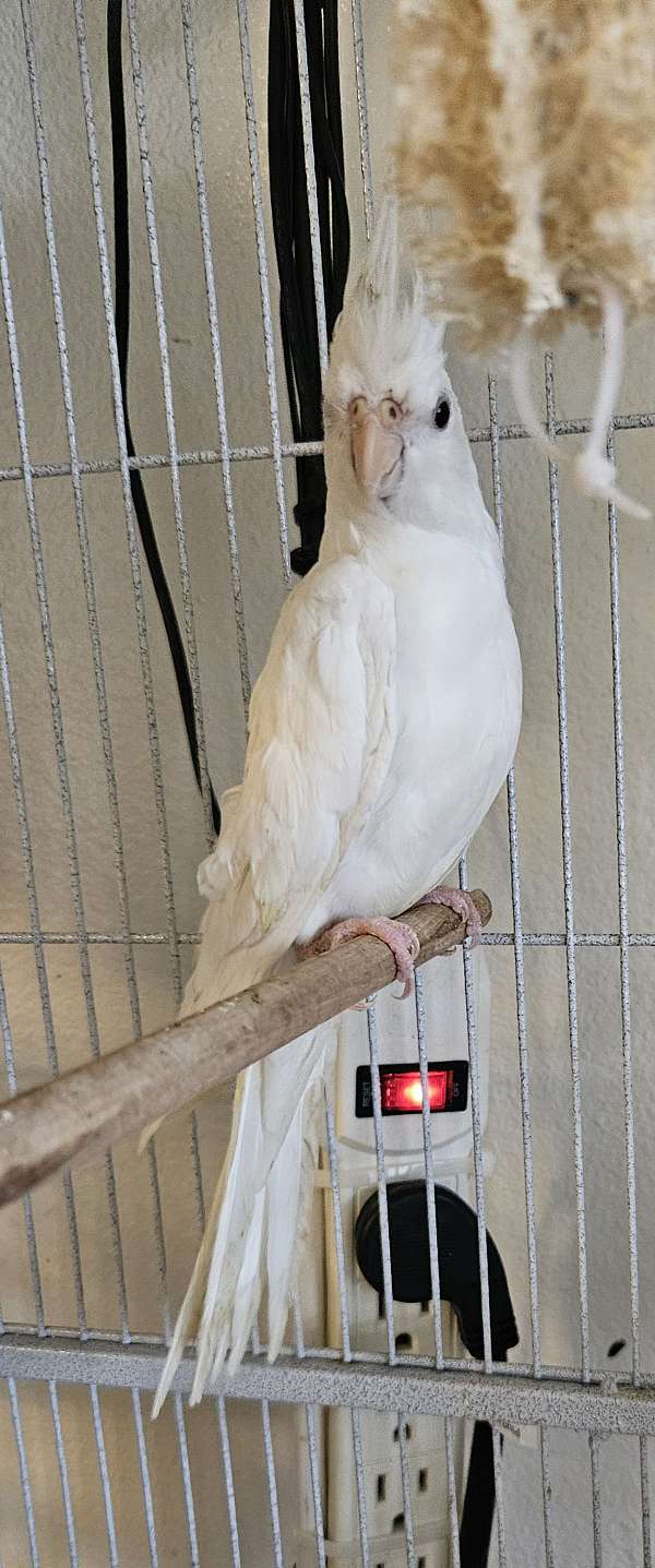 cockatiel-for-sale-in-kittitas-wa