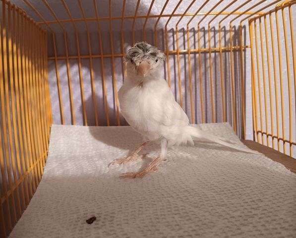 young-canary-gloster-canary-for-sale