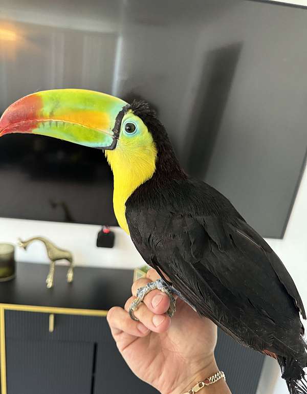 toucan-for-sale