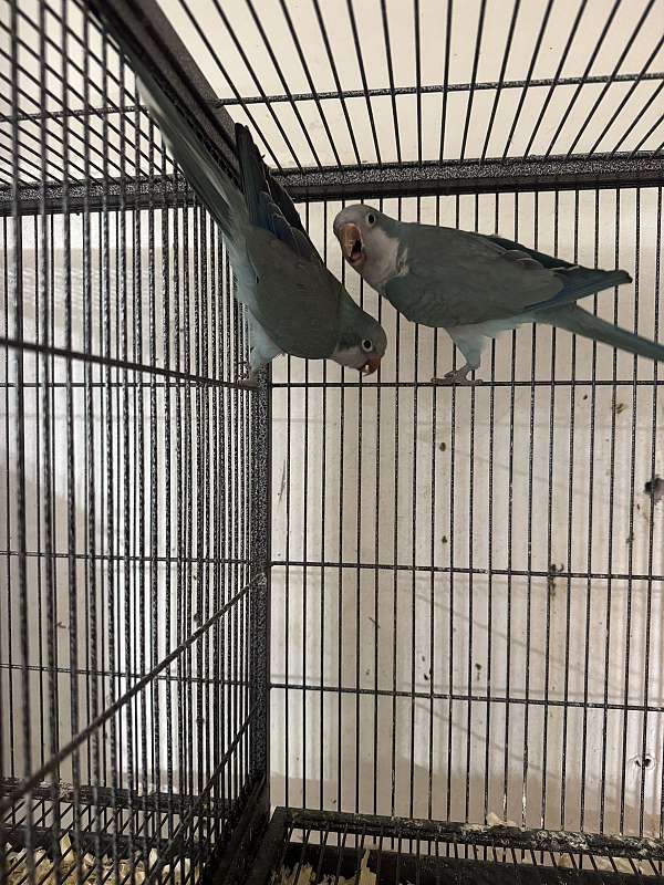 quaker-parrots-for-sale