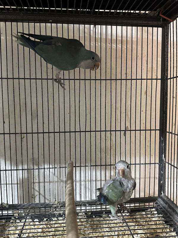 quaker-parrots-for-sale