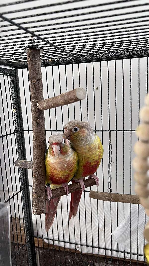 green-cheek-conure-for-sale-in-bessemer-city-nc