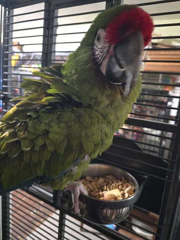 macaw-for-sale