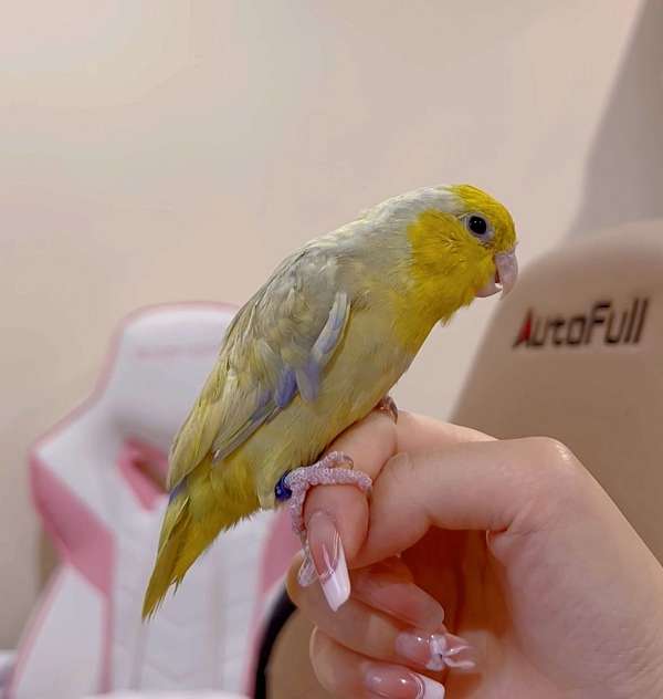 yellow-pet-rare-bird-for-sale