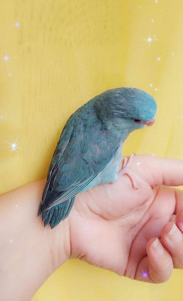 pacific-parrotlet-for-sale