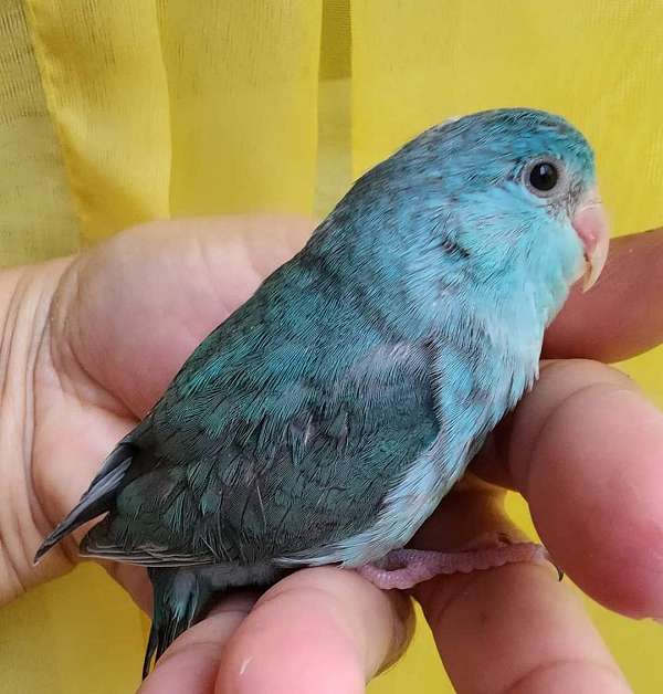 pacific-parrotlet-for-sale