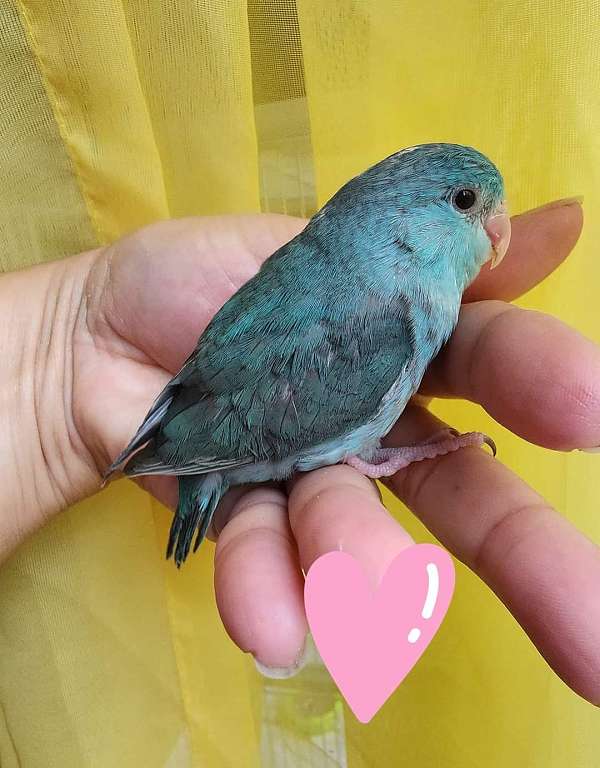 pacific-parrotlet-for-sale