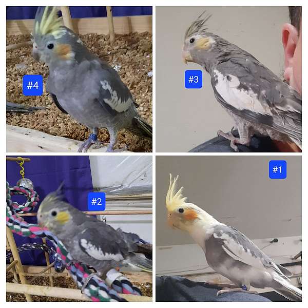 rare-bird-for-sale-in-arlington-tx