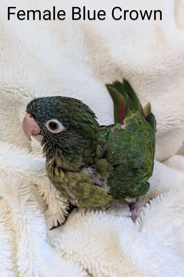 conure-blue-crown-conure-for-sale-in-hutchinson-mn