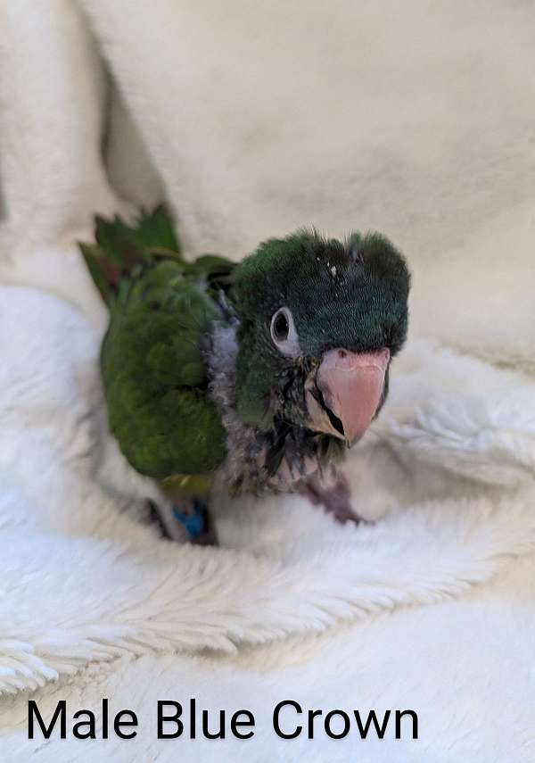 handfed-conure-blue-crown-conure-for-sale