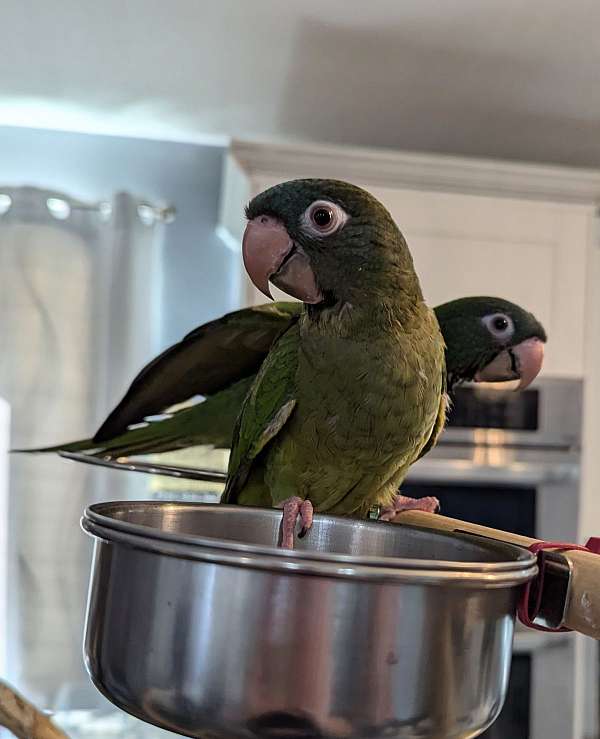 handfed-conure-blue-crown-conure-for-sale