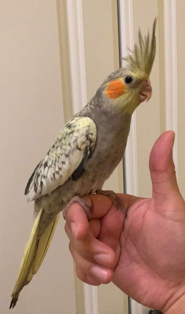 cockatiel-for-sale