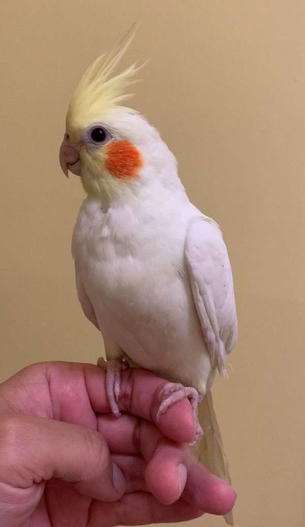 cockatiel-for-sale