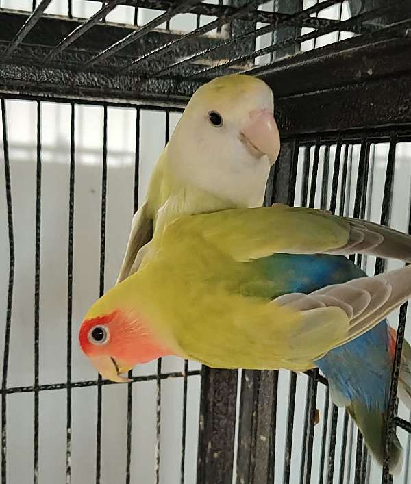 bird-parrot-for-sale-in-pioneer-tn