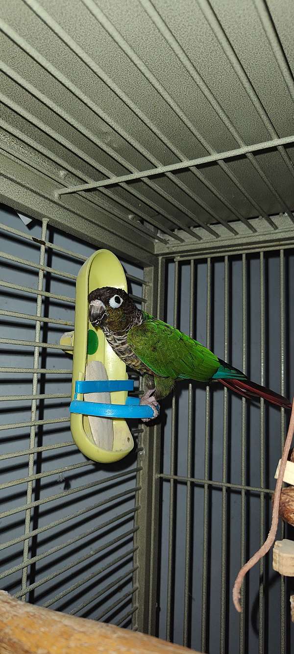 parrot-for-sale-in-pioneer-tn