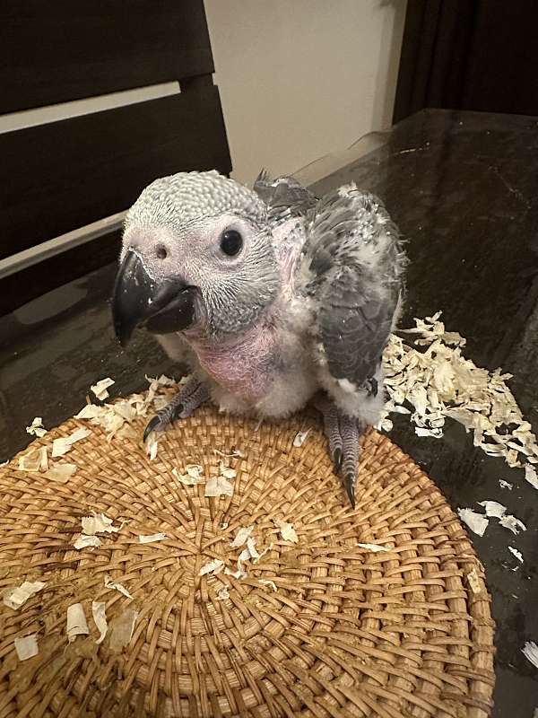 african-grey-parrot-for-sale