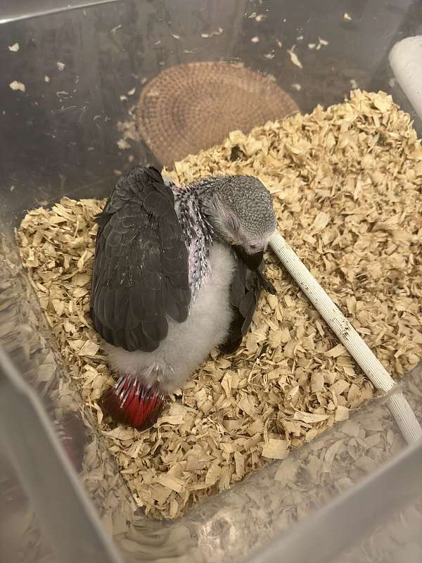 baby-african-grey-parrot-for-sale