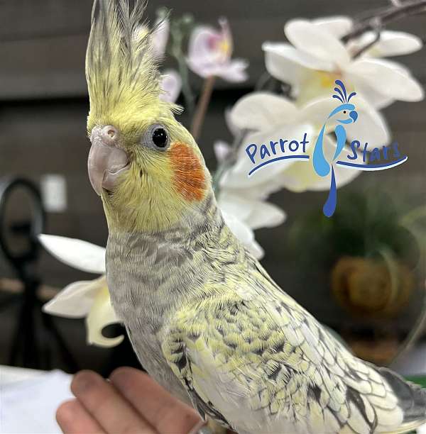 cockatiel-for-sale