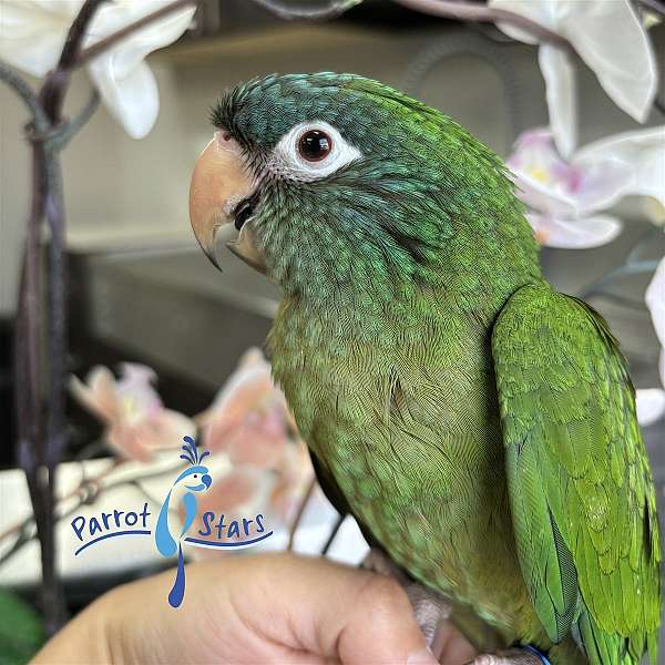 blue-crown-conure-for-sale