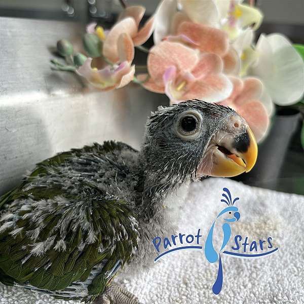 pionus-parrots-for-sale