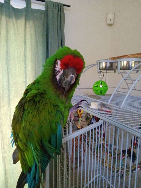 macaw-for-sale