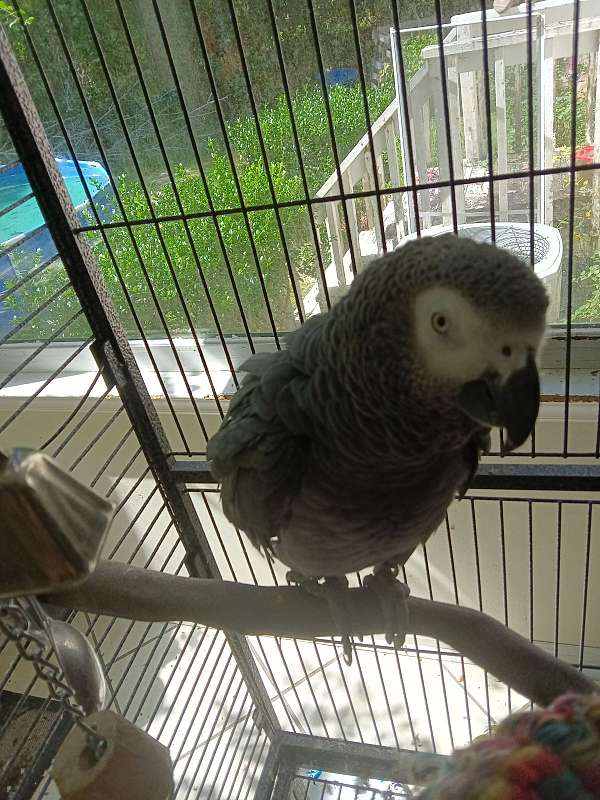 african-grey-parrot-for-sale