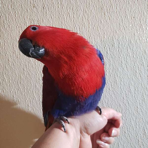 eclectus-parrots-solomon-island-parrots-for-sale-in-allegan-mi