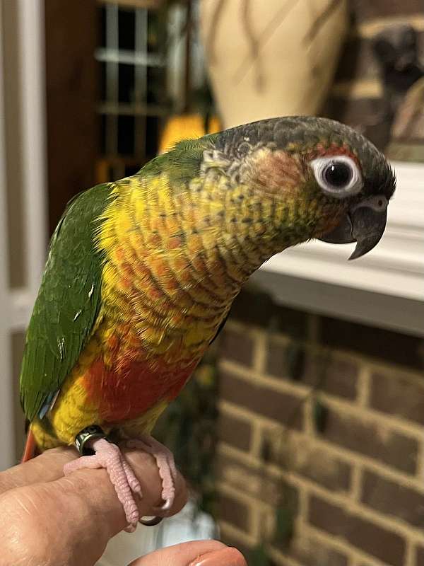 green-cheek-conure-for-sale