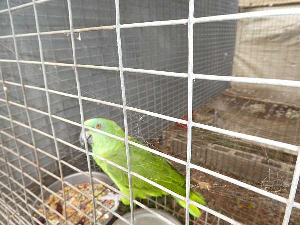 amazon-parrot-for-sale-in-wildomar-ca