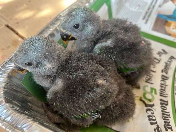 solomon-island-eclectus-parrots-for-sale-in-rochester-hills-mi