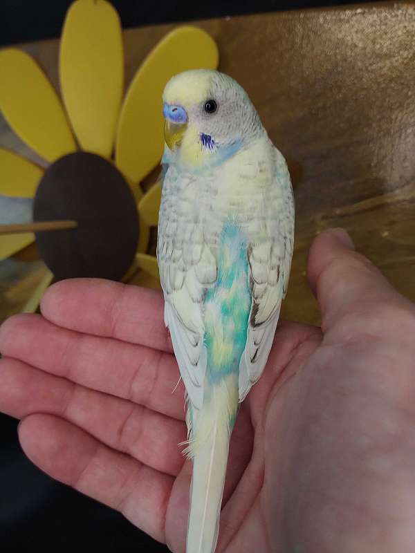 parakeet-for-sale