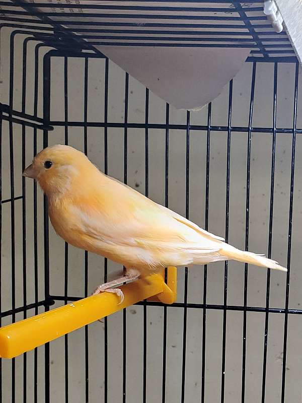 canary-for-sale-in-topeka-ks