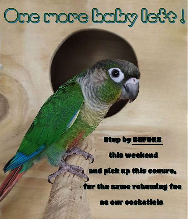 conure-for-sale