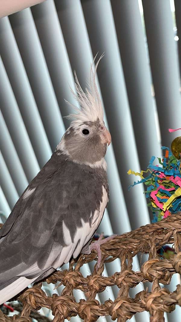 cockatiel-for-sale-in-wheeling-il