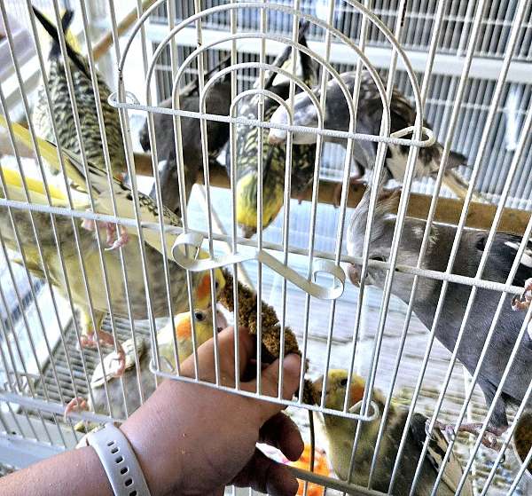 cockatiel-for-sale-in-terre-haute-in