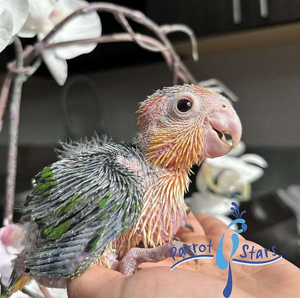 white-bellied-caique-for-sale