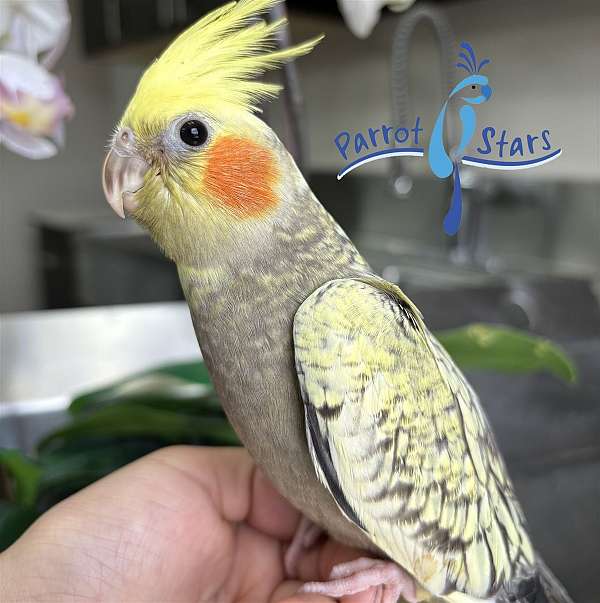 cockatiel-for-sale