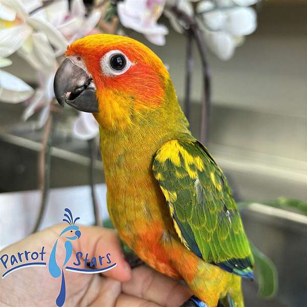 sun-conure-for-sale