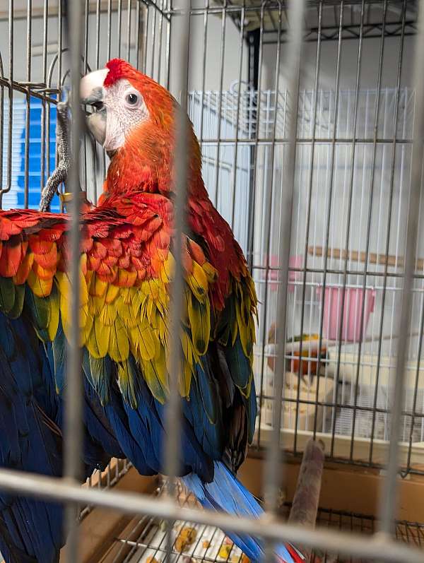 scarlet-macaw-for-sale-in-port-jefferson-station-ny