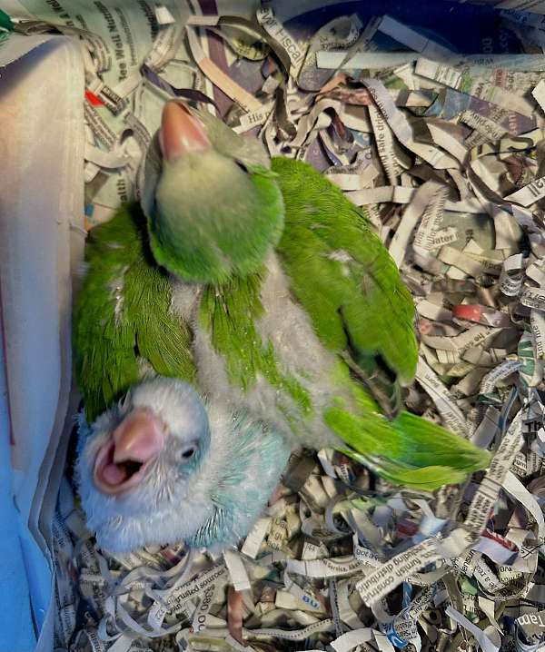 quaker-parrots-for-sale-in-st-petersburg-fl