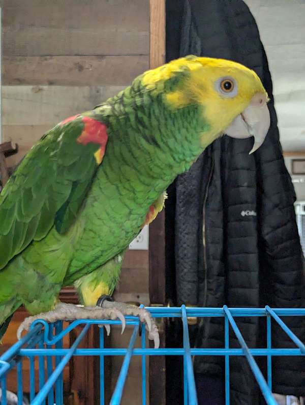 double-yellow-head-amazon-parrot-for-sale-in-wilkesboro-nc