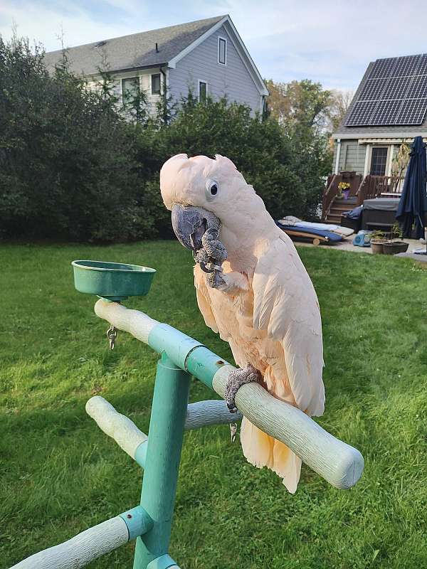 moluccan-cockatoo-for-sale