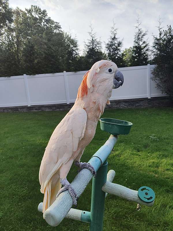 moluccan-cockatoo-for-sale-in-florida