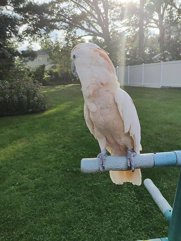 bird-for-sale-in-florida