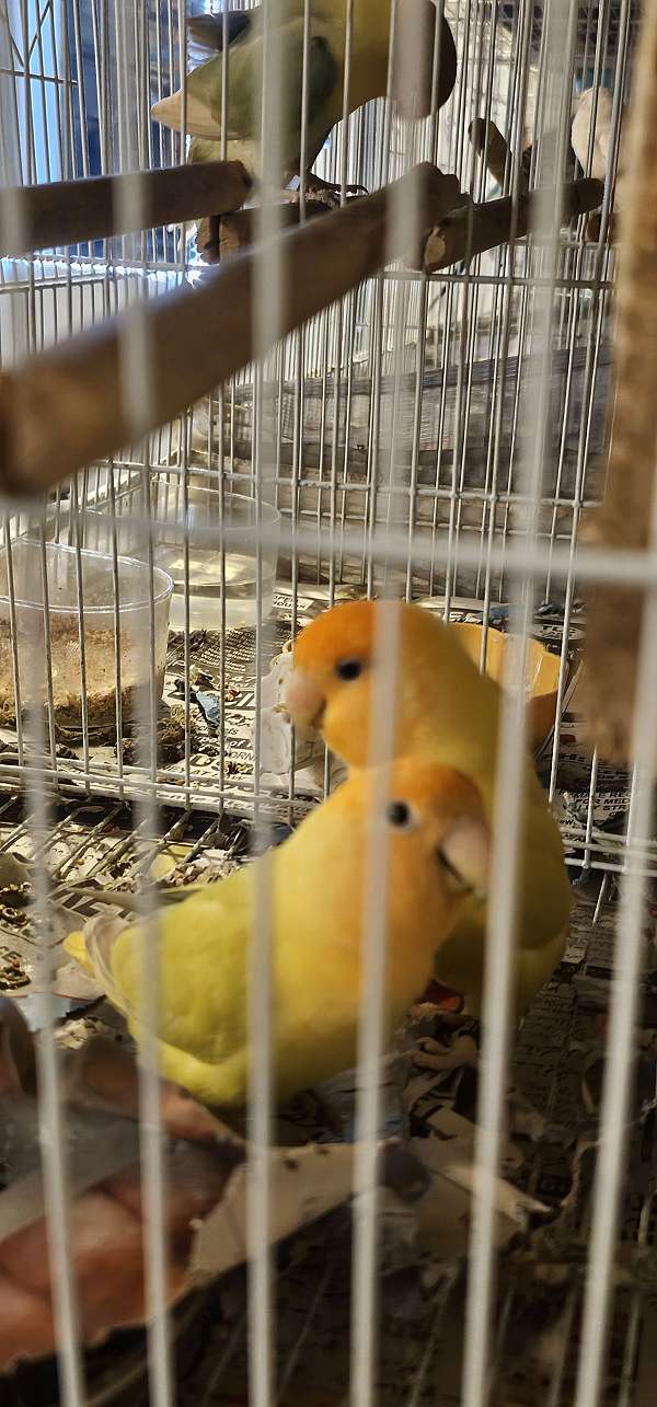 peach-faced-lovebird-for-sale